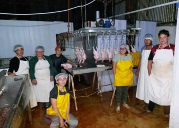 Demoras y pollitos muertos: la accidentada vuelta al trabajo de la cooperativa de Wanda