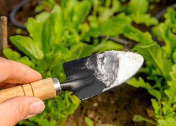¿Para qué sirve el bicarbonato de sodio en las plantas?