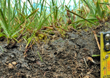 ¿Cuándo no llueve, dónde van a parar los restos de fertilizantes en el suelo?