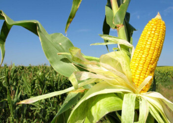 El maíz y el choclo inician pésima campaña por las plagas y lluvias