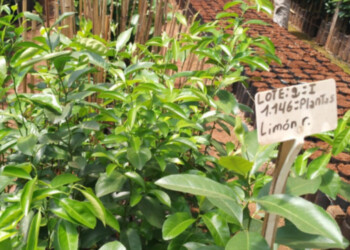 Vivero produce anualmente hasta 20 mil  plantines e injertos de frutas y cítricos