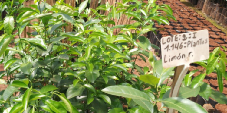 FRUTAS Y CÍTRICOS: El vivero de Bonpland produce hasta 20 mil plantines de manera anuales.