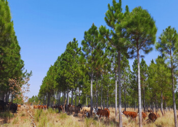 Miden el impacto de la sequía en los sistemas silvopastoriles