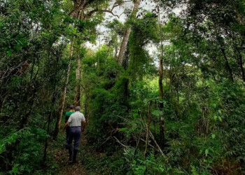 “Vida Silvestre Urugua-í” ya figura como otra área productora de semillas nativas