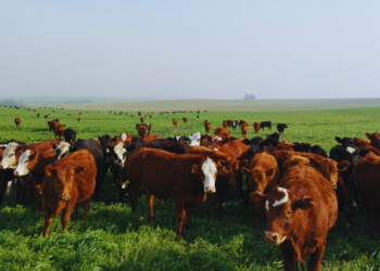 Profesionales del INTA evalúan el uso de cultivos de servicio para pastoreo