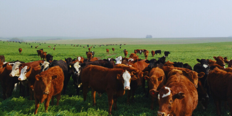 CULTIVO DE SERVICIO PARA PASTOREO. Aportan servicios ambientales al suelo y al cultivo posterior.