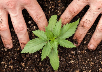 Desde Córdoba a Misiones con la agricultura regenerativa