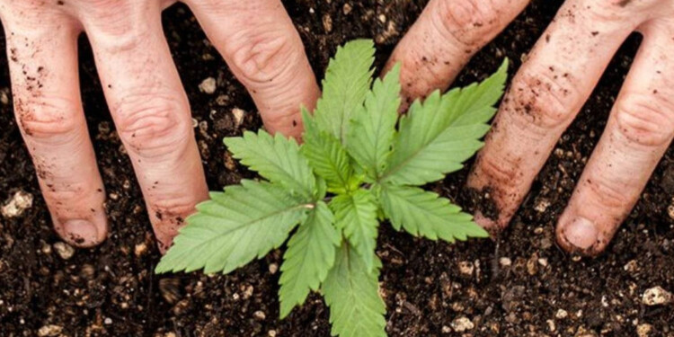 SOSTENIBLE. Destacan los efectos positivos de la agricultura con regeneración de suelos.