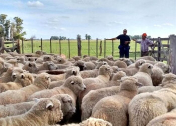 La producción de ganado menor avanza en el norte de la provincia