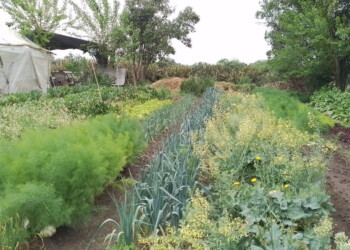 “Repensemos el agroecosistema y estrategias para depender menos”