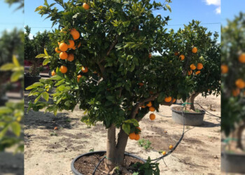 Paso a paso para cultivar un árbol de naranjo en una maceta