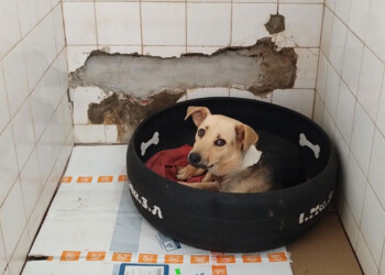 No fue creado como refugio, pero la Policía y la Justicia exigen al IMuSA que reciba animales rescatados