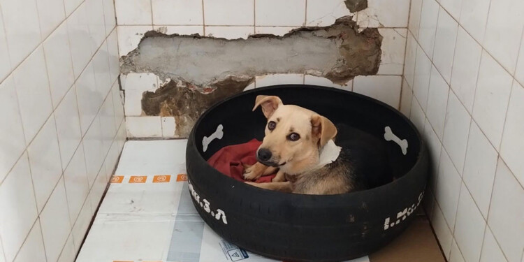 RESGUARDADO. El futuro del perro dependerá de la decisión de la Justicia.