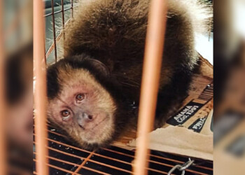 La policía rescató varios animales en situaciones de maltrato y cautiverio