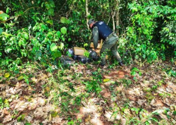 Gendarmería secuestró marihuana valuada en más de 230 millones de pesos