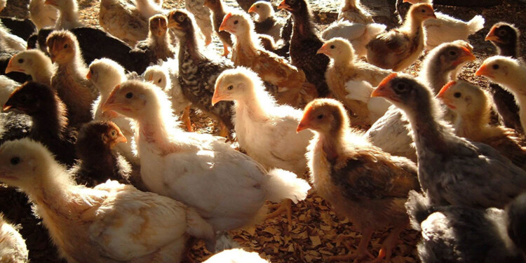 ALIVIO. Se espera frenar el contrabando.