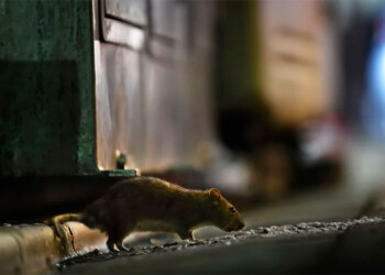 Las lluvias y el calor repercuten en la presencia de ratas en áreas urbanas