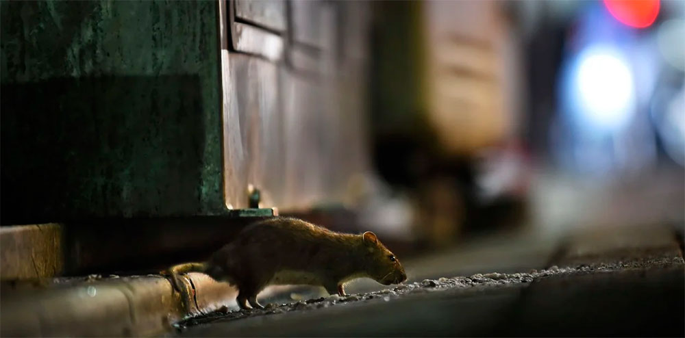 Las lluvias y el calor repercuten en la presencia de ratas en áreas urbanas