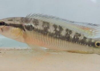 Peces del río Paraná: Saxatilia lepidota