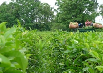 Tealeros analizan la propuesta de la Nación y piden ampliar fondo rotatorio