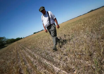 El trigo podría ser en un problema para el próximo Gobierno nacional