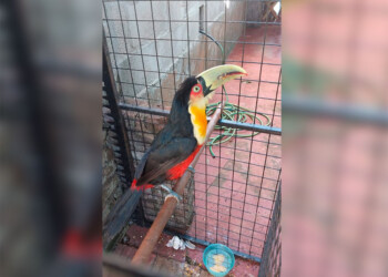 Salvan y resguardan a un tucán lastimado en el interior de Misiones