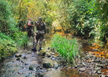 La Policía de Misiones continúa la lucha para erradicar la caza y el apeo ilegal