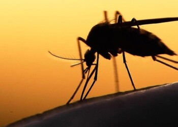 Actuar a tiempo y no esconder la estadística, nuestro editorial de hoy