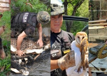 Qué hacer ante la aparición de ciervos axis y otros animales silvestres en la ciudad