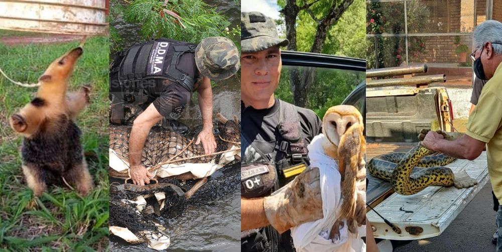 Qué hacer ante la aparición de ciervos axis y otros animales silvestres en la ciudad