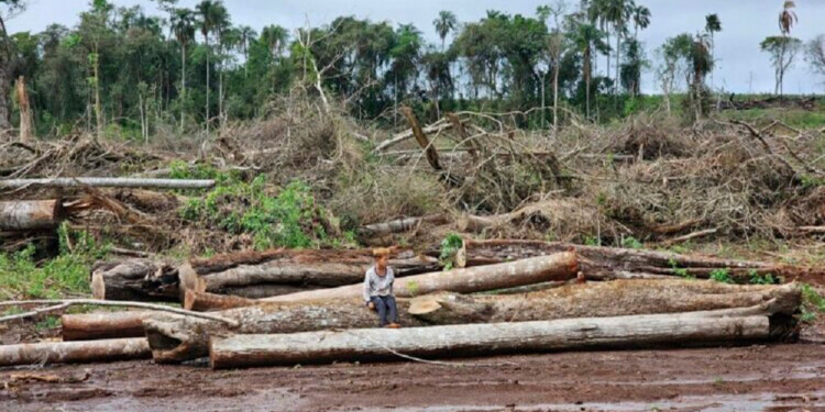 DAÑO IMPORTANTE. El impacto ambiental registrado en la selva misionera tardaría años en recuperarse.