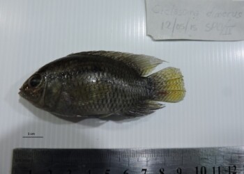 Peces del río Paraná: Cichlasoma dimerus