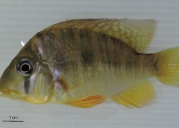 Peces del río Paraná: Gymnogeophagus balzanii