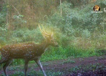 Red Yaguareté avistó ciervo axis en el Parque Salto Encantado