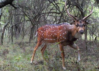 “Corrientes está a punto de ser totalmente invadida por el ciervo Axis”