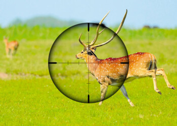 Ciervos Axis: la opción del rifle institucional también en estudio