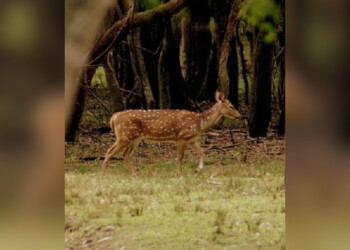 Advierten sobre la plaga que afecta a la biodiversidad de Misiones: “Es muy difícil de erradicar”