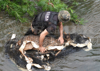 Apareció otro ciervo Axis en Posadas, esta vez en Villa Cabello