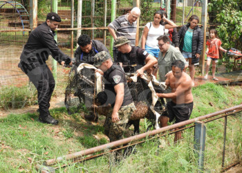 Apareció otro ciervo Axis en Posadas, esta vez en Villa Cabello