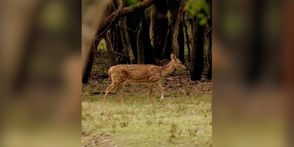 Ciervos Axis en Misiones: “La caza deportiva no tiene línea con las políticas públicas ambientales de la provincia”