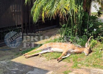 Aparecieron los ciervos Axis en Posadas: dos murieron