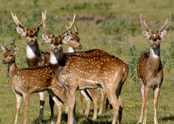 Cazadores deportivos buscan que se declare plaga al ciervo axis y que se habilite su caza