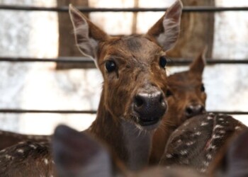 Una fundación misionera propone la solución al problema de los ciervos Axis: “No podemos jugar a ser Dios”