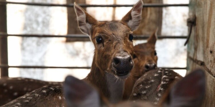 EN MISIONES. El relevamiento comenzó en abril y en un principio estimaron que demandaría un mes.