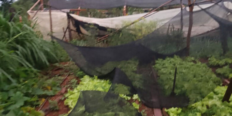 NADA EN PIE. Las ráfagas de viento destrozaron verduras y estructuras por igual.