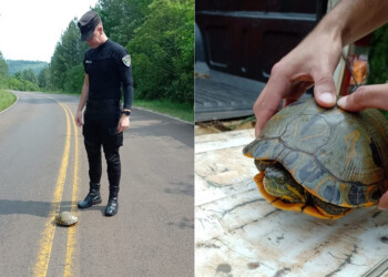 Resguardaron a una tortuga acuática que apareció sobre la ruta costera