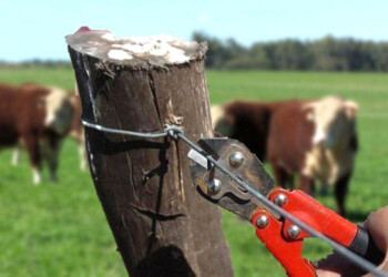 Inseguridad rural: “Vendo todos los animales y me voy”