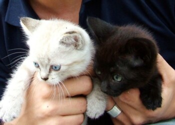 Rescatistas suspenden adopciones de mascotas en octubre por temor a sacrificios