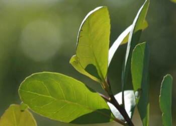 El INYM realizará un mayor control sobre el origen de la yerba mate