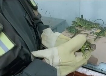 Incautaron iguanas y arañas exóticas dentro de un colectivo de pasajeros sobre la ruta 12